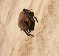 Image result for Big Brown Bat