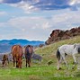 Image result for Utah Wild Horses Backgraond