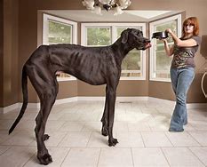 Image result for World's Largest Dog Zeus