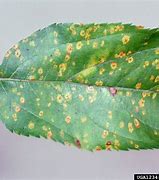 Image result for Apple Tree Problems Diseases