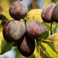 Image result for Prunus domestica Wignon