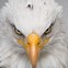 Image result for American Flag iPhone Background Eagle