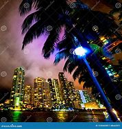 Image result for Miami Palm Trees