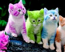 Image result for Cool Colored Cats