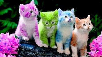 Image result for Fun Colorfull Cat