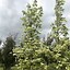 Image result for Acer platanoides Drummondii