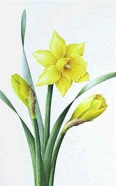 Spring | Flower art, Botanical illustration, Floral painting