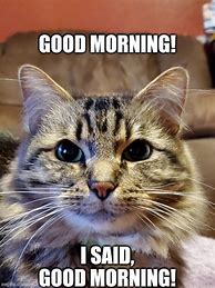 Image result for Morning Cat Meme