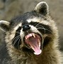 Image result for Raccoon Bite Marks