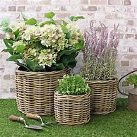 Image result for Basket Planters Indoor Use