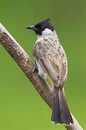 Image result for Sooty-Headed Bulbul
