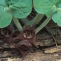 Image result for Asarum canadense