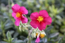 Image result for Helianthemum Hartswood Ruby