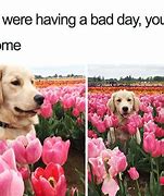 Image result for Attitude Dog Meme