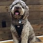 Image result for F1B Labradoodle Coat Types