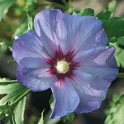 Image result for Hibiscus syriacus Azurri