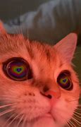 Image result for Discord Cat Memes