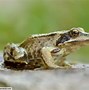Image result for Animals That Are Amphibians
