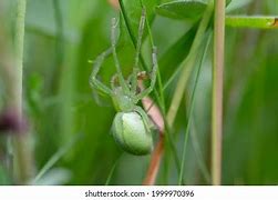 Image result for Biggest Huntsman Spider