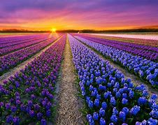 Image result for Windows Lock Screen Images Holland