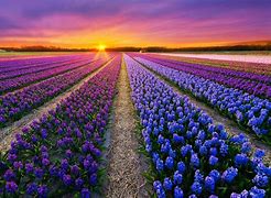 Image result for Getty Images Wallpaper Netherlands Flower Fields
