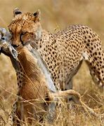 Image result for Wild Animals Hunting Prey