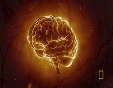 Image result for Orange Brain GIF