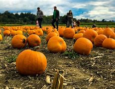 Image result for Great Pumpkin Patch