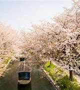 Image result for Cherry Blossom Over a Streaming in Tsuzuki Ward Yokohama Japanese