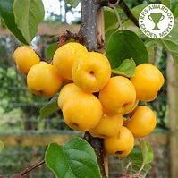 Image result for Malus Butterball