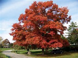 Image result for Ornamental Oak Trees