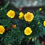 Image result for Marigold