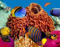 Image result for iPhone XR Coral Wallpaper