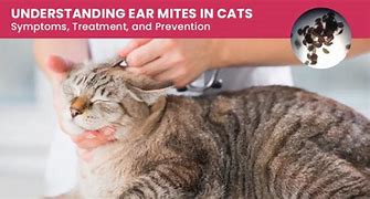 Image result for Cat Ear Mites