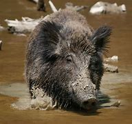 Image result for Bore Pig
