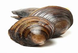 Image result for Images of Clams