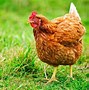 Image result for Yellow Chicken in Mexico