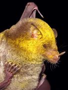 Image result for Big Ear Bat