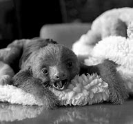 Image result for Real Baby Sloth