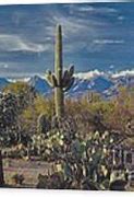 Image result for Arizona Desert Landscape