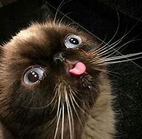 Image result for Weird Cat Face Meme