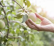 Image result for Hand Picking Apple From Tree