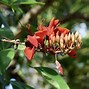Image result for Coral Bean Tree