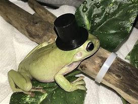 Image result for Cute Red Frog with Hat