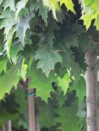 Bildresultat för Quercus rubra Haaren