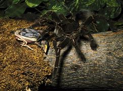 Image result for Largest Spider in the World Eating Bird