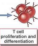 Image result for Tao Dong Memory T Cells