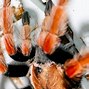 Image result for Mexican Tarantula