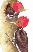 Image result for Dryocopus galeatus