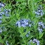 Image result for Amsonia Blue Ice